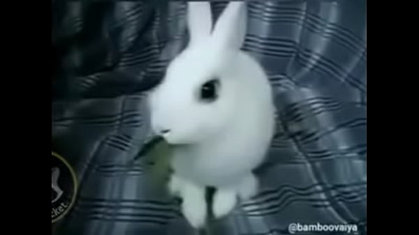 El conejito funachurro