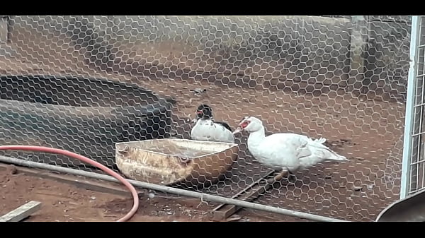 Nonton Patos F&ecirc;mea Filmados Banhando thumbnail