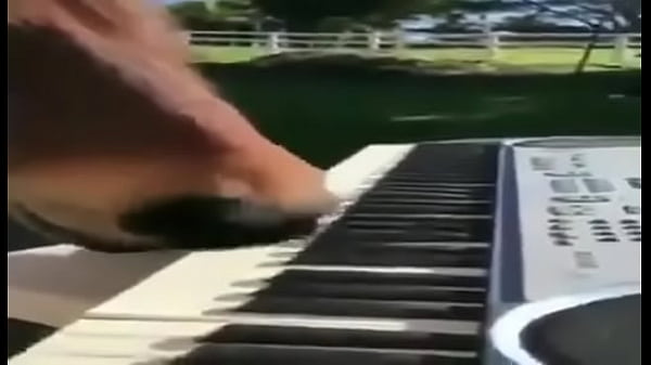 Cavalo Pianista thumbnail
