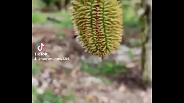 Video x&aacute;c minh 