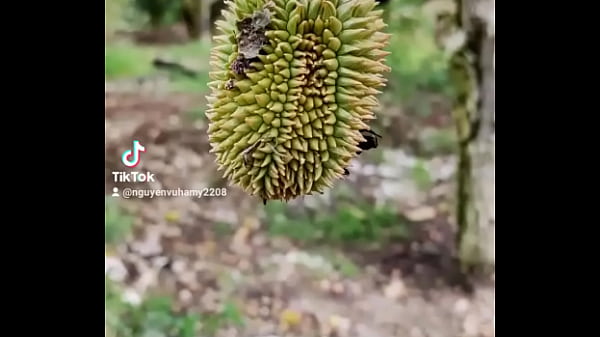 Video x&aacute;c minh 