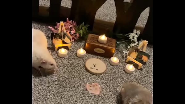 Nonton We Had A Mini Funeral For My Swiss Rat Today thumbnail