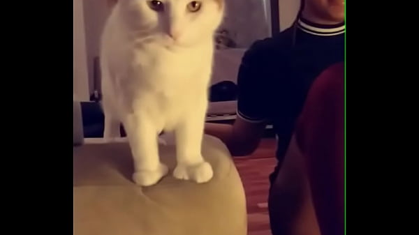 South African babe fingered herself while her cat interrupted the show