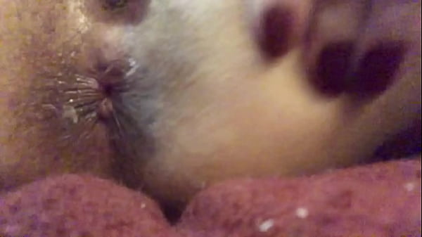 Anal Asshole Gape With Anal Creampie Squirt Ending thumbnail