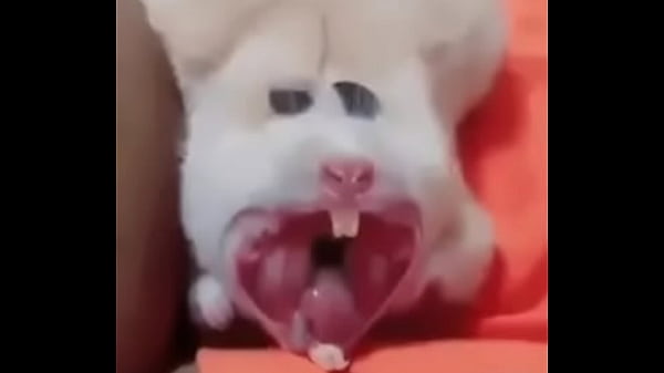 Rato branquinho tirando um sono gostoso