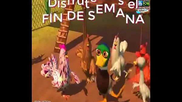 Play MP4 - gallo pendejo