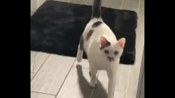 Nonton Yeah Guess Who Knocked Down One Of My Lights ? thumbnail