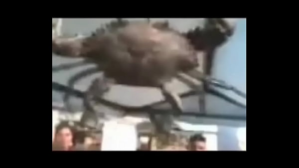 Senhor siri fazendo flex&otilde;es enquanto narrador fala 