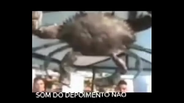 Senhor siri fazendo flex&otilde;es enquanto narrador fala 