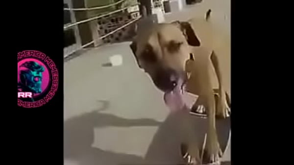 Play MP4 - Cachorr&atilde;o botando pra fuder no skate ao som bugado de Charlie Brown Jr