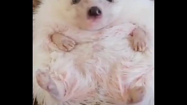 验证视频