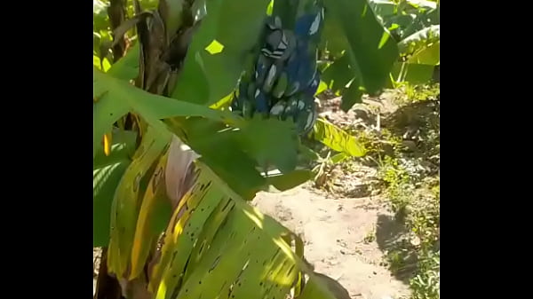 Voy al campo y le hago el amor rico rico 