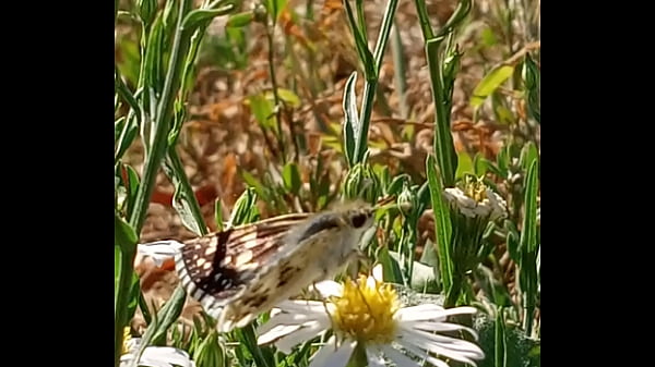 Nonton So On & So Forth.. thumbnail