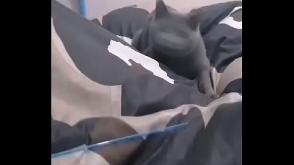 验证视频