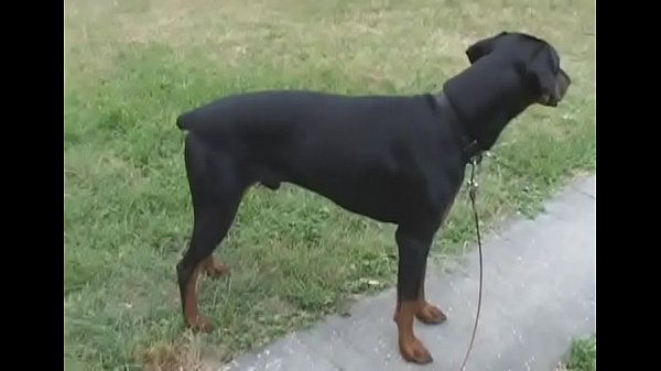 Beautiful Mandy blows_before_doggy