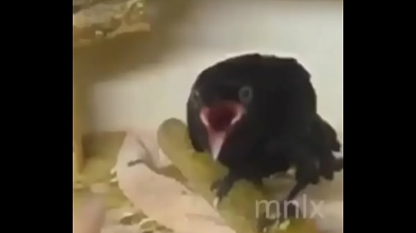 Nonton Suck Like A Hoe thumbnail
