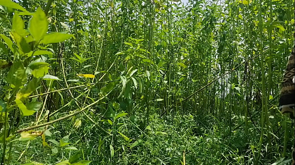 Desi Bhabhi Hard Fuck Outdoor Sex Videos Anal Sex thumbnail