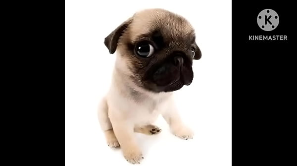 Nonton Cachorro Foda Uma Trilha Sonora Pika thumbnail