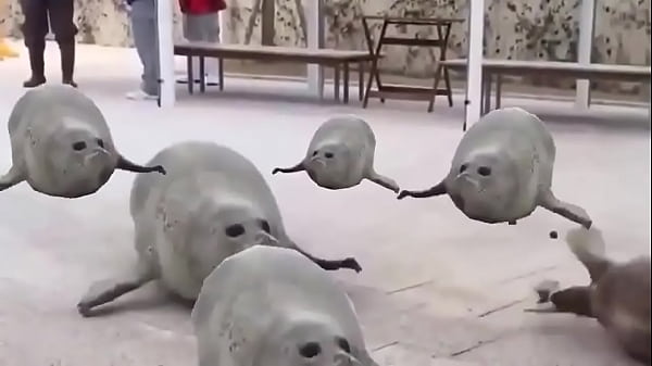 Foca saltando muito ao som de uma musica com teor muito engra&ccedil_ado que com certeza vai fazer voc&ecirc_ dar risada na paz do senhor amem