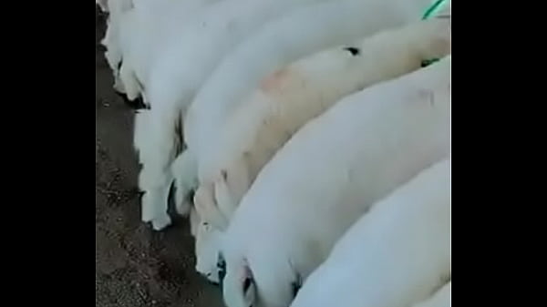 فيديو التحقق