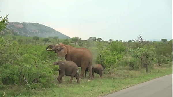 Natural ebony beauty drilled hard in all holes by a big white dick pov