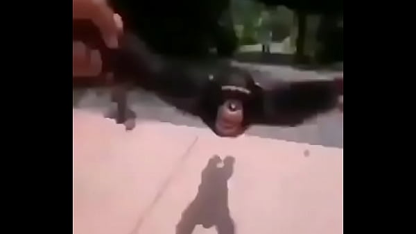 Monito da vueltas con hey ya de fondo 