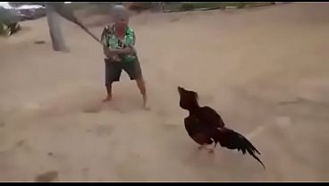 Luta insana de uma velha e um galo tuff ego 