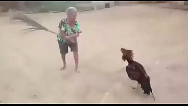 Nonton Luta Insana De Uma Velha E Um Galo Tuff Ego thumbnail