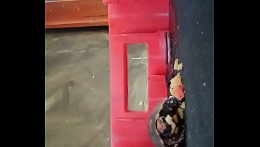 A tartaruga devorou toda a ma&ccedil;&atilde; a um som incr&iacute;vel e nost&aacute;lgico