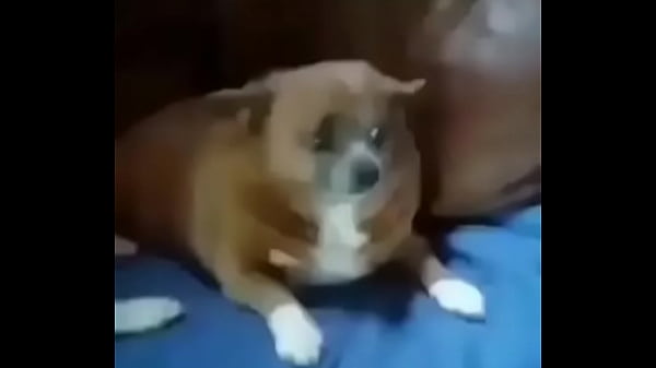 Nonton V&iacute;deo De Verificaci&oacute;n thumbnail