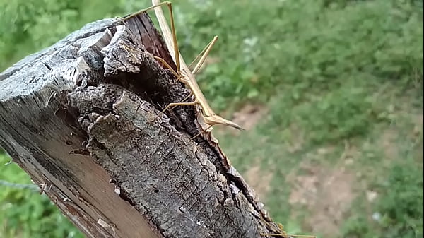 Suruba de pau_gostoso_no mato