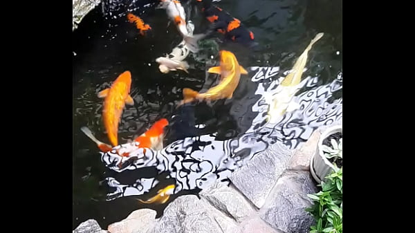 Video x&aacute_c minh