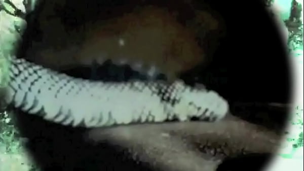 Play MP4 - Dark Lantern Entertainment presents