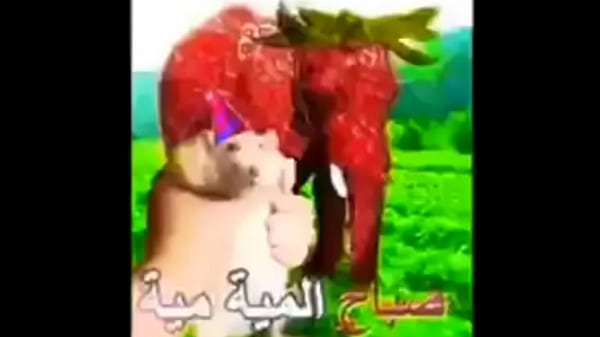 Nonton Elefante Morango thumbnail