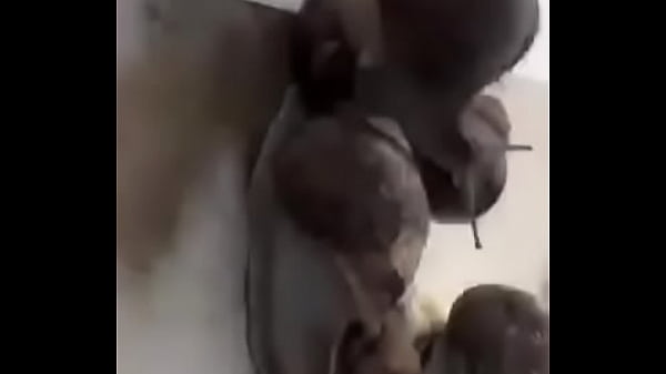 orgía de babosas con grandes pollas grades_tetas y_grandes_culos