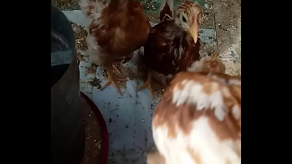 Intera&ccedil_&atilde_o com Pintos em Cabana de Cidade do Interior