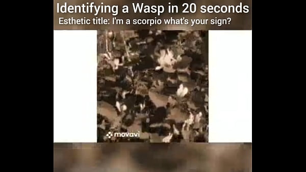 Identifying a wasp in 20 seconds 