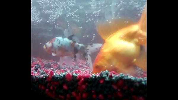 Identifying a wasp in 20 seconds 