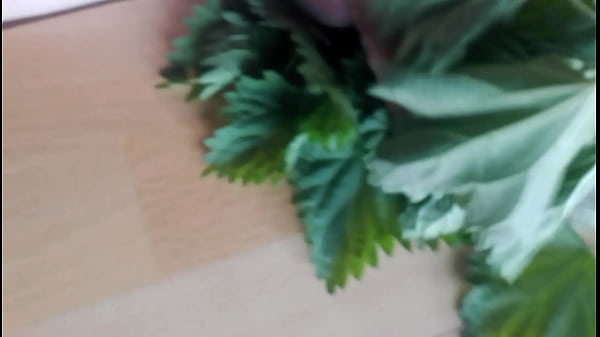 Play MP4 - Cock&comma;cbt