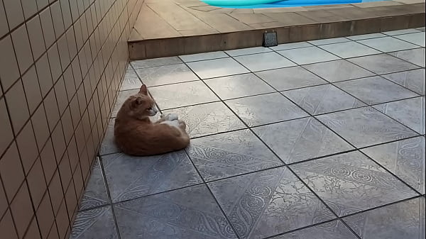Nonton Gato Gostoso Na Piscina thumbnail