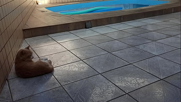 Gato gostoso na piscina