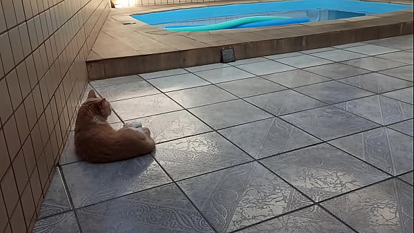 Gat&atilde_o peludo sensualizando &agrave_ beira da piscina