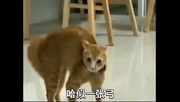 Nonton Xvideo的第一個哈基米音樂 thumbnail