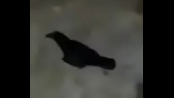 Nonton Car Bird thumbnail