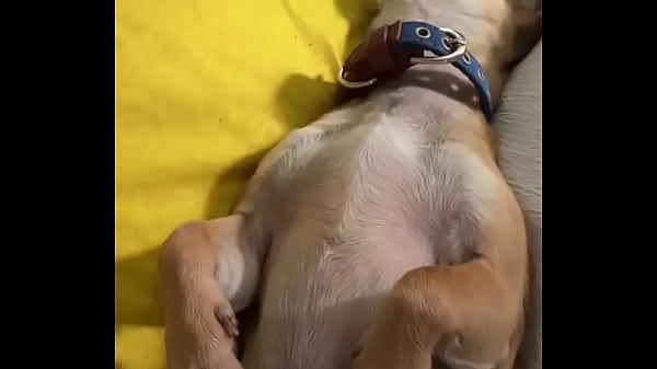 Nonton Relaxed In Mommy&rsquo;s Lap. #chihuahuastiktok #nocare thumbnail