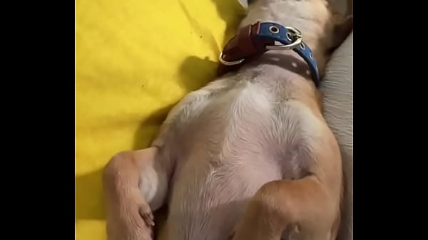 Relaxed in mommy&rsquo;s lap #chihuahuastiktok #nocare 