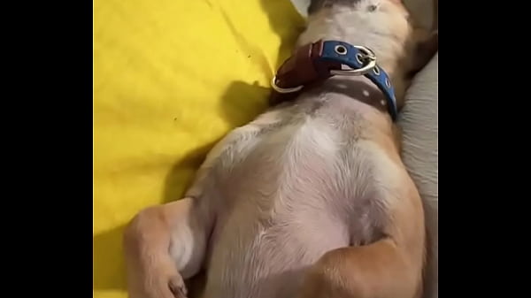 Relaxed in mommy&rsquo;s lap #chihuahuastiktok #nocare 