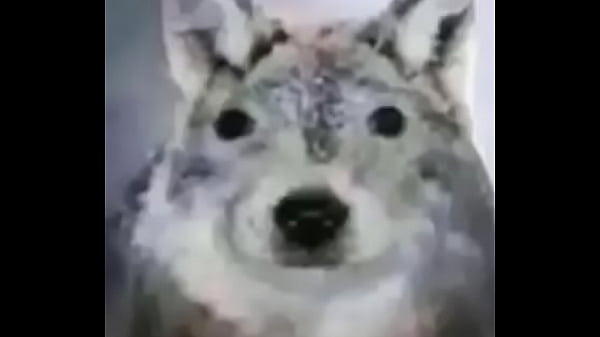 Nonton Holawaza thumbnail