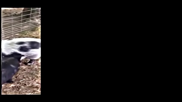 The Muddy Old Funny Creature And Song thumbnail