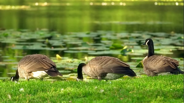 Nonton Testi Jkhghjmg Jht thumbnail